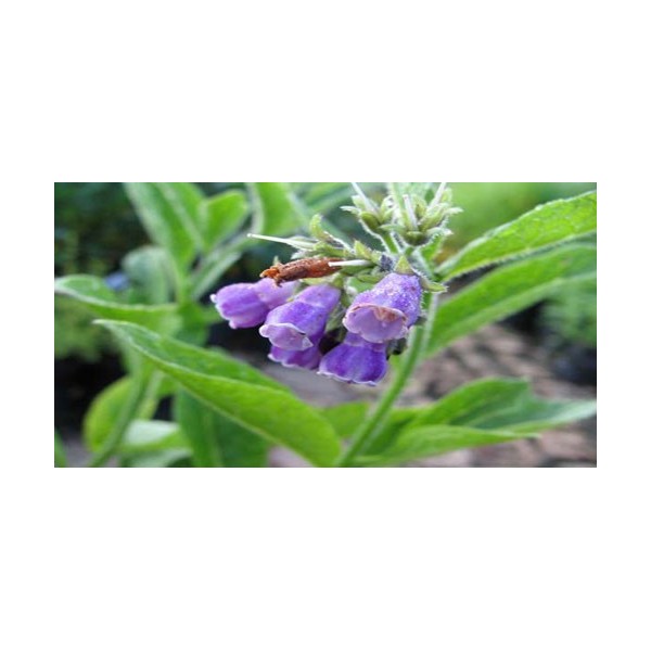 Allantoin Αλλαντοΐνη 100gr Mediplants